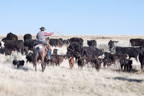 istock Cowboy Herding of Angus Cattle on Open Range 171309087