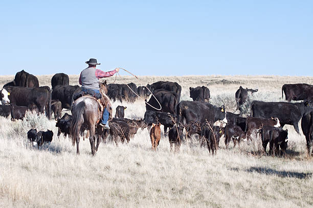 kowboj zaganiać zwierzęta z angus cattle na otwarte zakres - rein saddle cowboy hat hat zdjęcia i obrazy z banku zdjęć