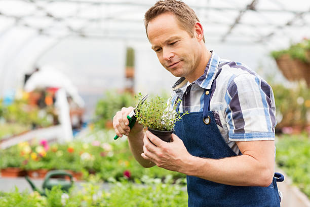 istock Man Pruning Small Potted Plant 171309139