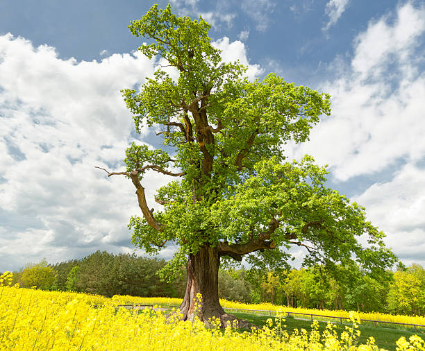 один oak в изнасилования поле - kalte eiche стоковые фото и изображе�ния