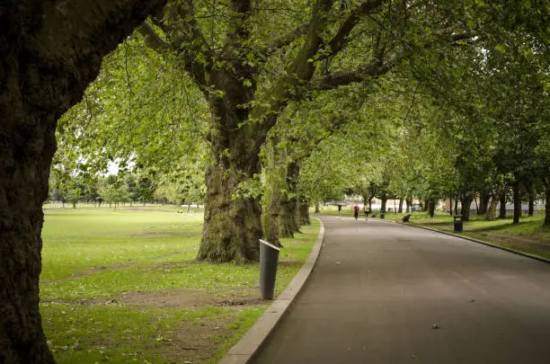 serene park with trees and road path