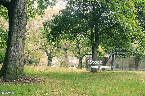 Park With Trees And Grass Stock Photo - Download Image Now - Victoria Park - London, Deciduous Tree, Environment