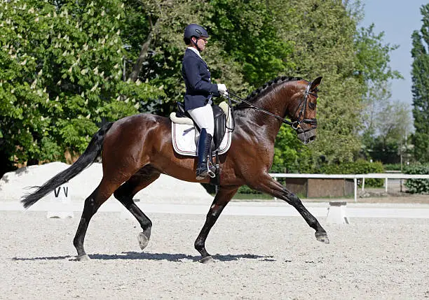 Photo of Extended trot