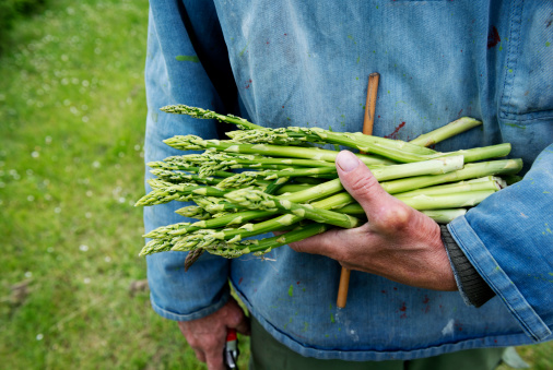 Farmer with a freshly cut bunch of organic asparagus in his hand. The piece of cane is his hand shows the minimum length that the asparagus must reach before they are harvested.