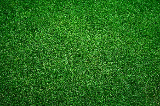 Fresh green grass in football pitch