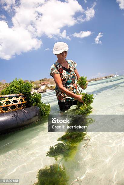 Algas La Agricultura Foto de stock y más banco de imágenes de Alga Marina - Alga Marina, Indonesia, Agricultor