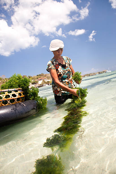 alga marinha agricultura - seaweed nusa lembongan seaweed farming water imagens e fotografias de stock