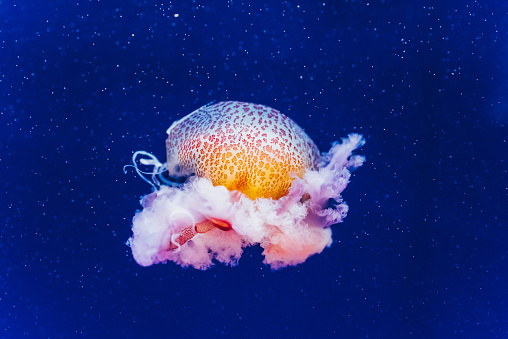 Marine creatures, Medusozoa, jellyfish with jelly-like body and bell shape.