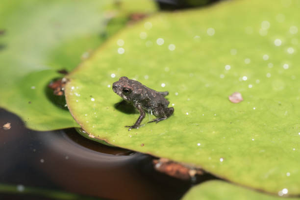A Gulf Coast Toad rests on a lily pad during a Texas summer.