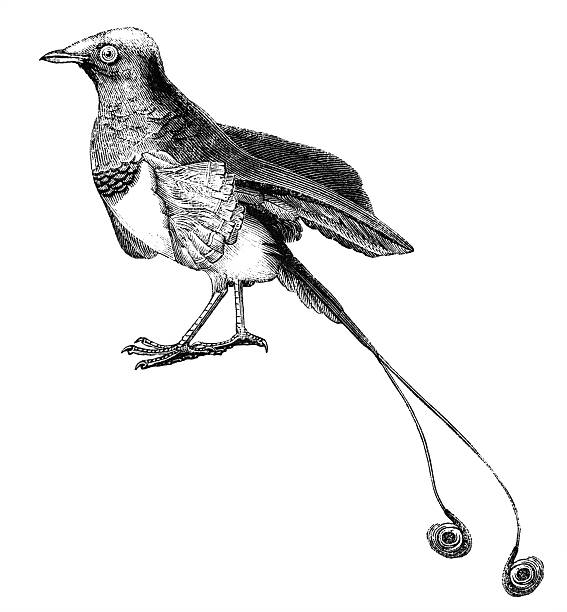 King Bird-of-paradise "The King Bird-of-paradise, Cicinnurus regius is a small, passerine bird of the Paradisaeidae (Bird-of-paradise) family. Illustration was published in 1870" bird of paradise bird stock illustrations