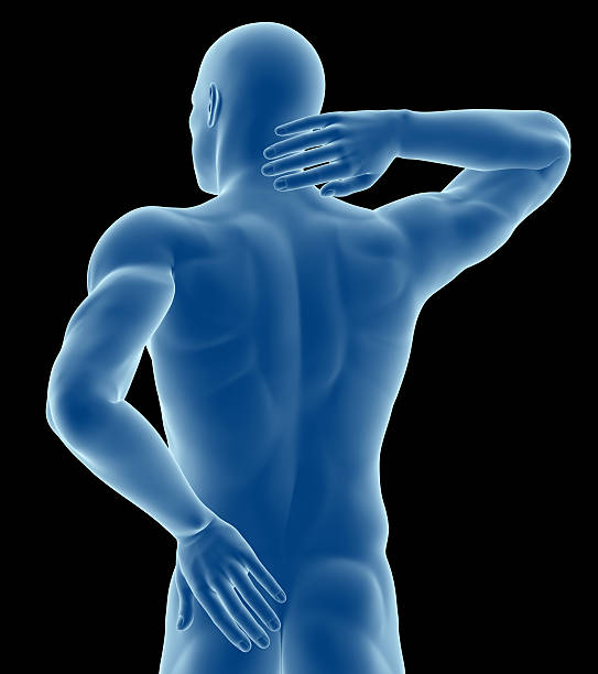 anatomie d'un homme montrant une douleur dans le dos - human muscle back muscular build men photos et images de collection