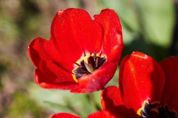 istock Cultural Tulip flower with bright red buds in the spring. 1713108700