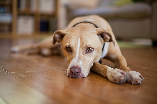 senior, mixed-breed dog - obedience pets loneliness looking at camera stock-fotos und bilder