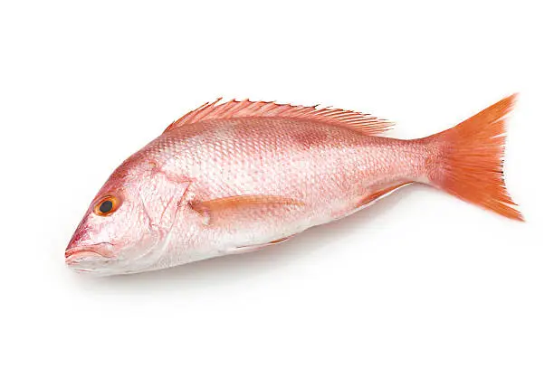 Fresh Raw Red Snapper Isolated on White Background