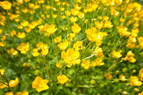 istock Buttercup, Sumpfdotterblume, Caltha palustris) 171311036