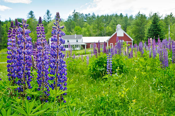 Purple Lupine Field Purple lupines grow in front pf a red barn in  Franconia, New Hampshire. Focus on lupines on the left. lupine flower photos stock pictures, royalty-free photos & images