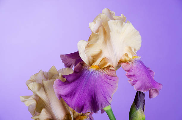 istock Horizontal of two tone iris and bud. 171312029
