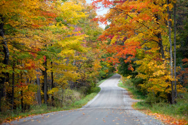 istock Country Road and Fall Foliage 171312197