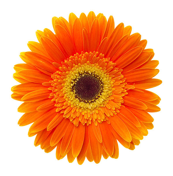 gerbera - single flower isolated close up flower head fotografías e imágenes de stock