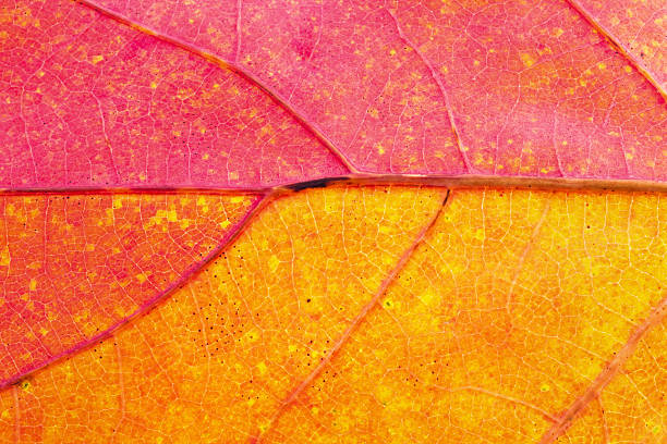 otoño hojas de primer plano - leaf vein leaf plant macro fotografías e imágenes de stock