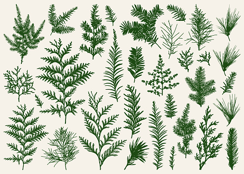 Collection of evergreen branches silhouettes.