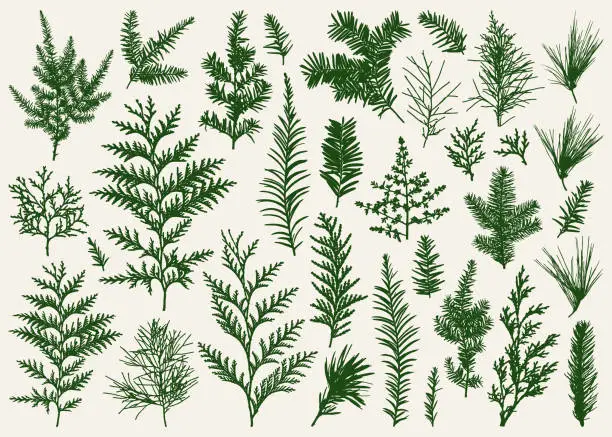 Vector illustration of Collection of Evergreen Branches Silhouettes