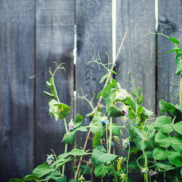 Organically home grown snow pea plants (Pisum sativum var. saccharatum, in the legume family) and blossoms are very near to bearing fruit.  These tasty vegetables are unique from other peas, in that like sugar peas the pod can be eaten whole.  Square crop, with copy space on rustic gray wood fence in background.