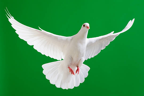 istock White dove with outstretched wings isolated on chroma green 171312715