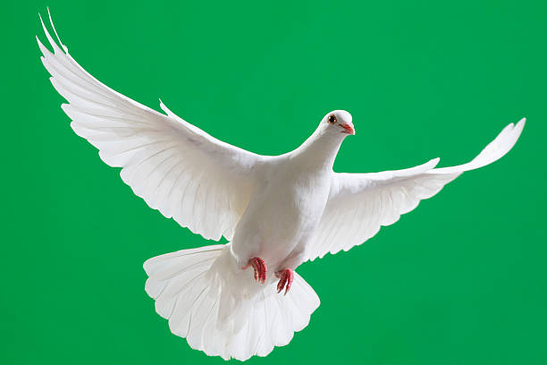 istock White dove with outstretched wings isolated on chroma green 171313251