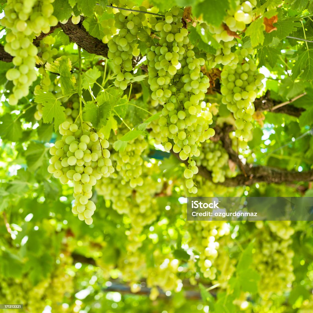 White Grapes "White grapes vineyard, selective focus" Abundance Stock Photo