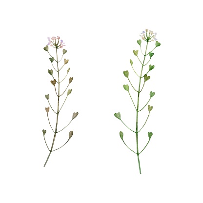 Set of Medicinal plant, Blooming shepherd's bag or Capsella bursa pastoris stem with root. Hand drawn watercolor illustration isolated on background.