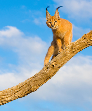 Caracal cat-sudáfrica photo