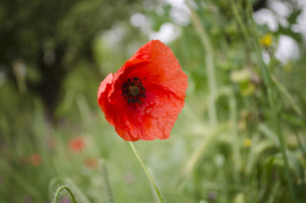 istock california poppy wild 171313683