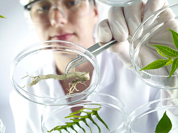 istock Scientist Examining Petri Dishes 171313684