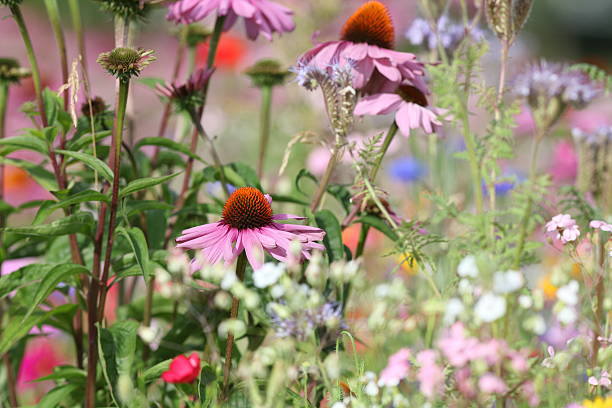 istock blooming purple coneflower Echinacea purpurea 171313828