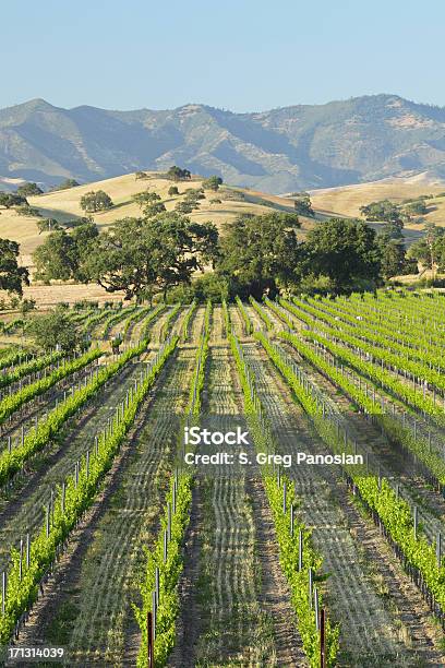 Foto de Santa Barbara Vinhedo e mais fotos de stock de Santa Ynez - Santa Ynez, Califórnia, Agricultura