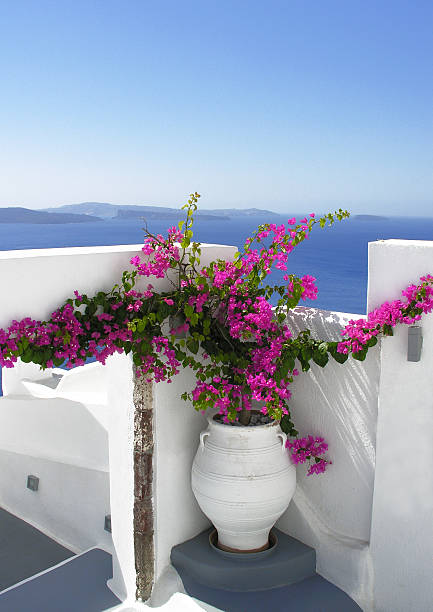 istock pink flowers in Santorini Greece 171314049
