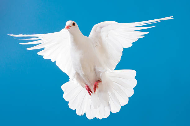 istock White dove with outstretched wings on blue sky 171314107
