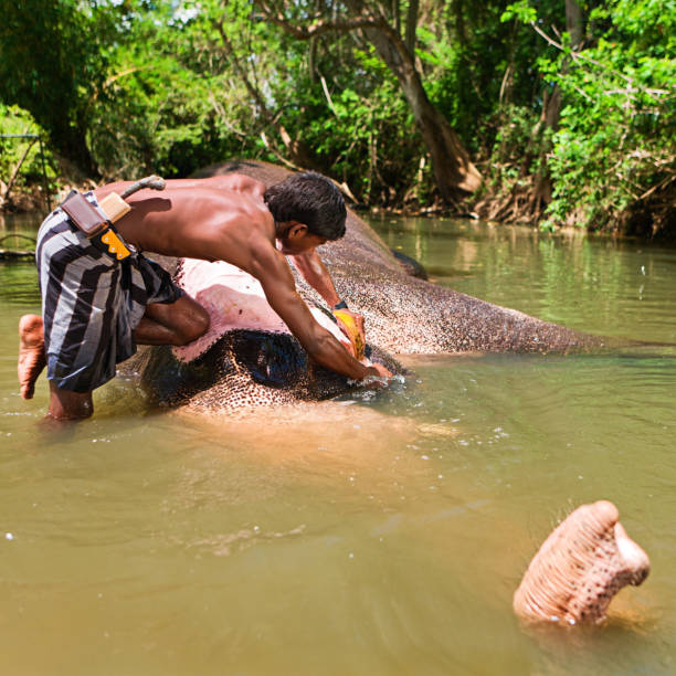 istock Mahout bathing his elephant in the river 171314205
