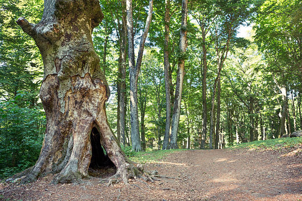 istock Hollow dead tree trunk, Beech forest, Monte Cimino, Lazio Italy 171314216