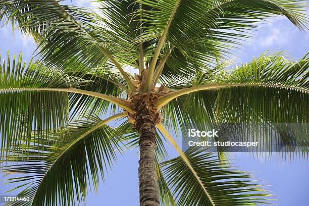 ヤシの木 - まぶしいのストックフォトや画像を多数ご用意 - まぶしい, オアフ島, ココヤシの木