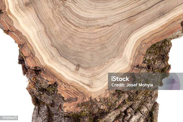 Sezione Trasversale Di Legno - Fotografie stock e altre immagini di Anello di albero - Anello di albero, Albero, Bianco