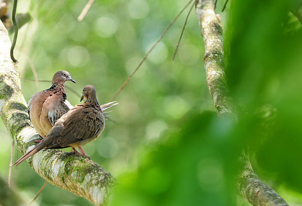 Little bird on the tree branch