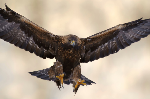 Flying Golden Eagle in the wild.