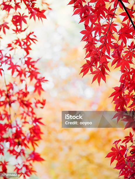 Colores Otoñales Foto de stock y más banco de imágenes de Aire libre - Aire libre, Arce Japonés, Color - Tipo de imagen