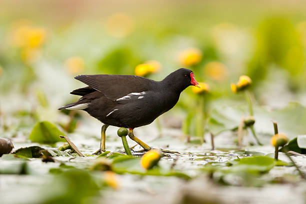 Common Moorhen (Gallinula chloropus) Common Moorhen (Gallinula chloropus) moorhen bird water bird black stock pictures, royalty-free photos & images