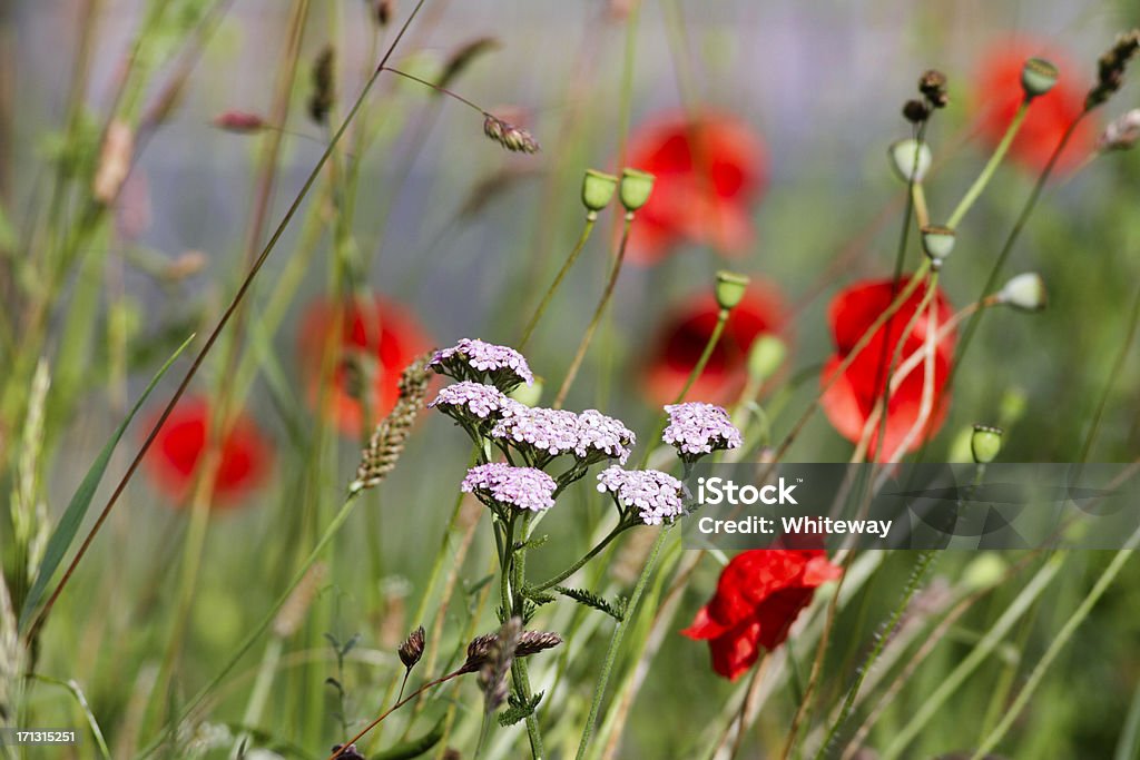 Rosa flor yarrow Achillea millefolium antes poppies salvaje - Foto de stock de Aire libre libre de derechos