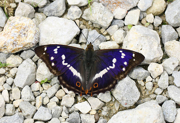 púrpura apatura emperor (iris - apatura ilia fotografías e imágenes de stock