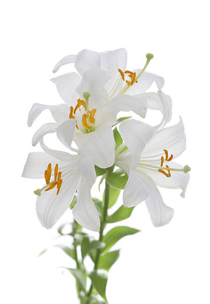 madonnenlilie, isoliert auf weiss - madonnenlilie stock-fotos und bilder