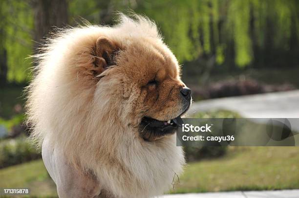 Cão Tibetano No Parque - Fotografias de stock e mais imagens de Animal - Animal, Animal de Estimação, Ao Ar Livre